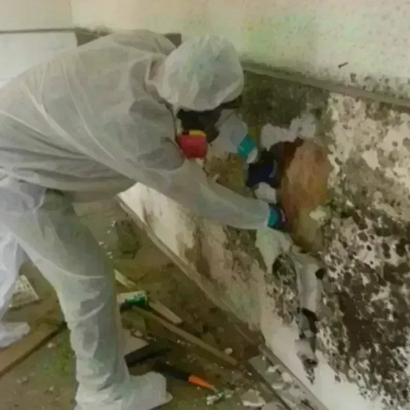 Mold Remediation and Removal in Centralia, IL